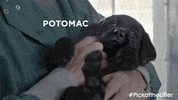 black lab dog GIF by IFC FIlms