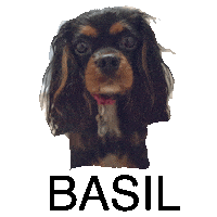 Dog Love Sticker by ASK Media