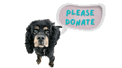 Sticker by Camp Cocker Rescue