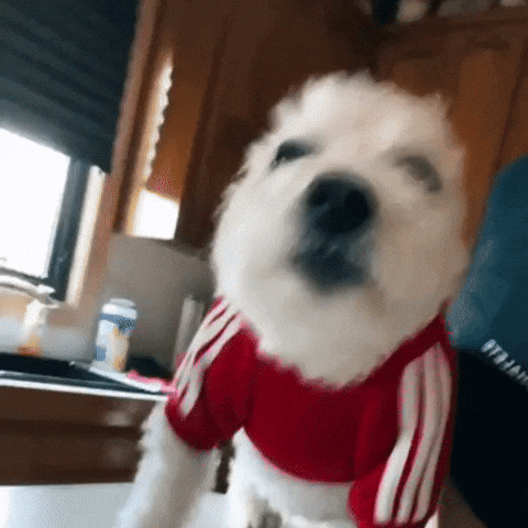 Dog Drip GIF