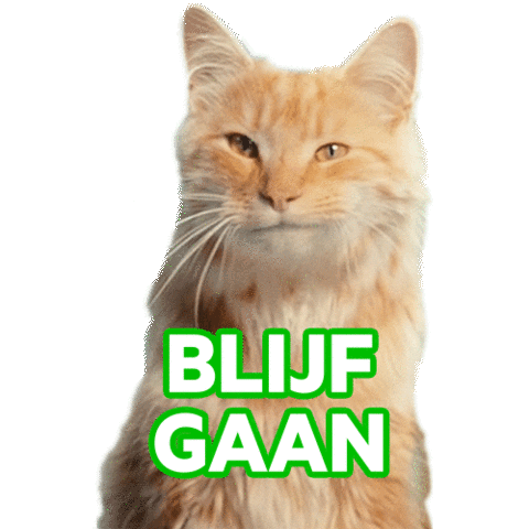 Cat Party GIF by KPN