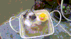 hedgehog bathtime GIF