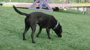 Dogwhisperer GIF by National Geographic Channel