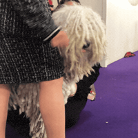 dog show GIF by Westminster Kennel Club