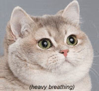 Cat GIF by jOnNy'S wOrLd
