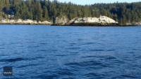 Orca Whale Surprises Boaters in West Vancouver