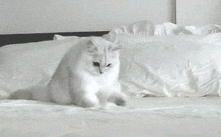cat kitty GIF