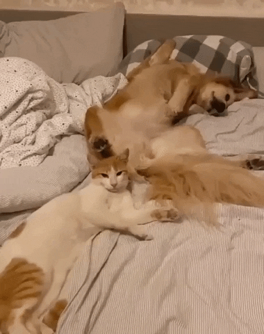 cuteanimalland giphyupload GIF