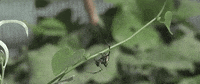 Natural History Museum Peace GIF by Natural History Museums of Los Angeles County