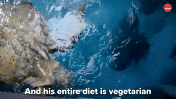 Vegetarian