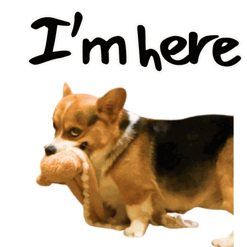 Corgi Milo Sticker
