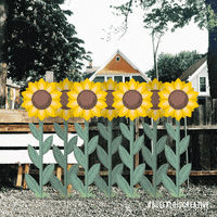 Buffalo Ny Flower GIF by Wonder Brink