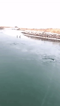 Man Saves Trout That Jumped Out of Water Onto Thin Ice
