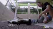 cats roll over GIF by Nat Geo Wild 