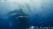 blue planet friends GIF by BBC Earth