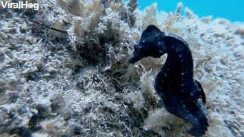 Blue Seahorse on the Reef