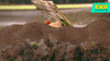 friends explore GIF by KiKA