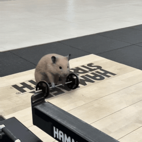 nurungi workout gym fit hamster GIF