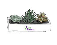 Garden Plants Sticker by 1800flowers