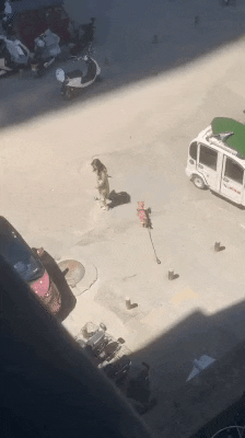 cuteanimalland giphyupload GIF