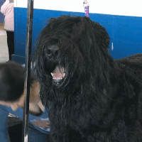 westminster dog show dogs GIF by Westminster Kennel Club