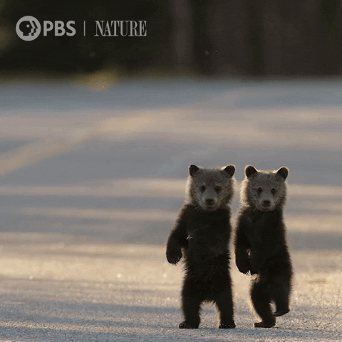Baby Animal Bear GIF by Nature on PBS