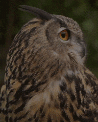 San Diego Eyes GIF by San Diego Zoo Wildlife Alliance