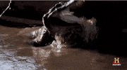 history reaction gif GIF by Swamp People