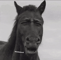 Horse Zaid GIF