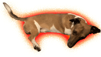 Happy Sausage Dog Sticker by ladypat