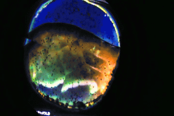 videoarte giselagzm GIF