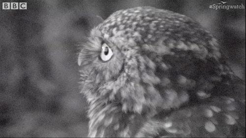 United Kingdom Hello GIF by BBC Earth