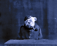 Pipe Chien GIF