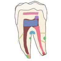 Mta Endodoncia Sticker