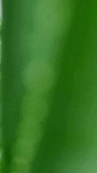 raccobolivia intimo racco jabonintimo higieneintimadiaria GIF