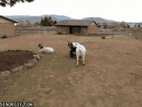GIF by Random Goat