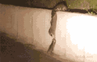 raccoons amaze GIF