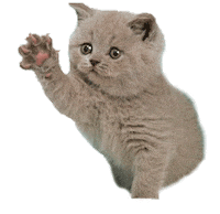 Cat Hello Sticker by Yêu Lu