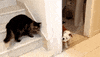 GIF by World’s Funniest