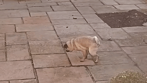 cuteanimalland giphyupload GIF