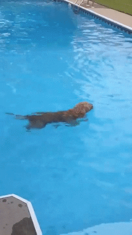 dog swimming GIF