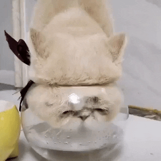 cuteanimalland giphyupload GIF