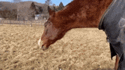 Horse Irl GIF