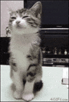 Sleepy Kitten GIF