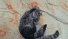 sleepy cat GIF