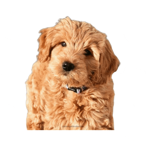 kinnigoldendoodles star dogs puppy goldendoodle GIF
