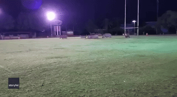 Herd of Hippos Check Out South African Rugby Field