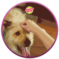 Scotchbrite Sticker by 3M
