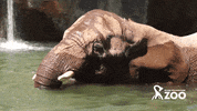 rwpzoo summer swimming splash elephant GIF