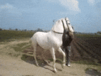 Horse Dancing GIF